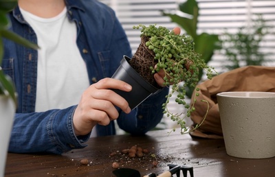 Repotting houseplants: How to always get it right