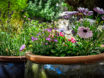Rethinking Container Gardening – More Than Just Pots on the Patio