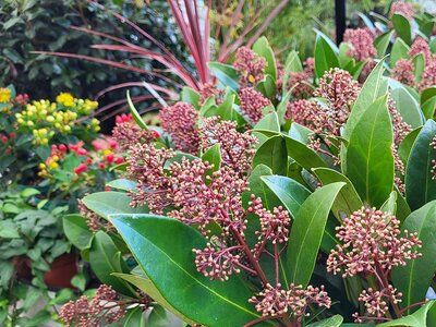 Skimmia Pabella - Photo taken at Ardcarne Garden Centre, Boyle on 17/09/2026