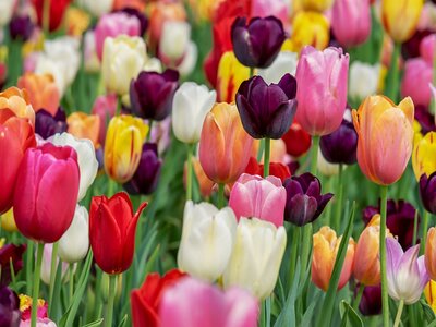 Spring bulb plant guide