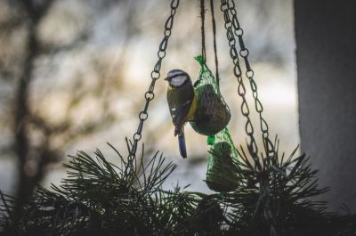 Take part in the National Bird Watch Survey