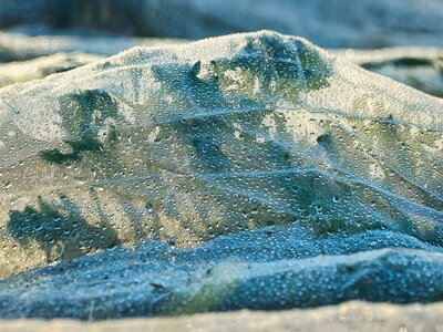 Bio-net plant protection - Image by Ingo Jakubke from Pixabay