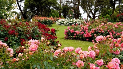Some of the best roses for your garden...