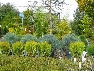 A selection of conifers - photo taken at Ardcarne Garden Centre, Boyle - 17/10/2025