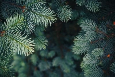 Tips for recycling or reusing your Christmas Tree