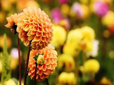 Top 9 summer bulbs to buy now