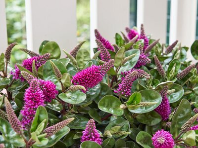 Understanding Hebes and Veronicas for Best Results