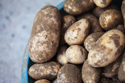 Want to grow your own potatoes? Here's how!