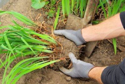 What to do in your garden in April?