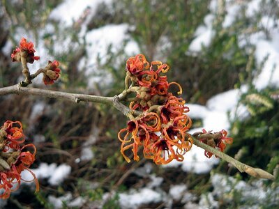 Winter Flowering Shrubs & Perennials