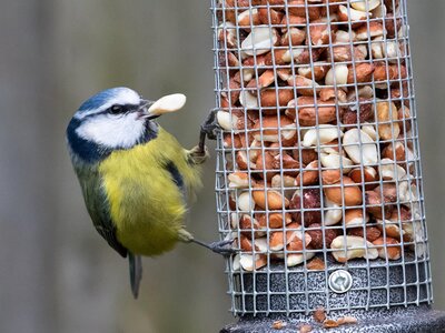 Blue tit feeding - Image courtesy of TheOtherKev, Pixabay