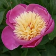 Plant of the Week: Peony