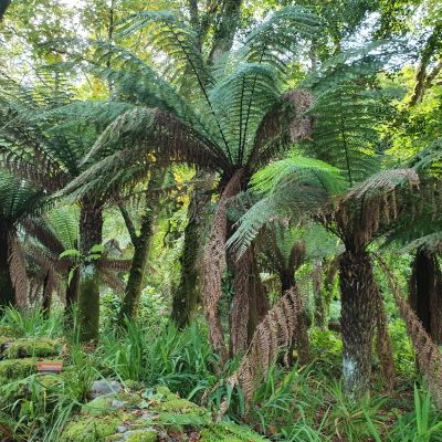 A Visit to Kells Bay Garden