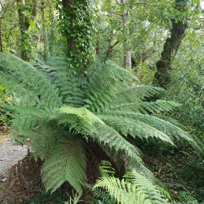 A Visit to Kells Bay Garden