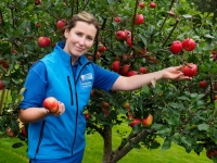 Apple Harvest 2014