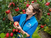 Apple Harvest 2014