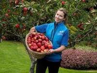 Apple Harvest 2014