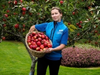 Apple Harvest 2014