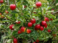 Apple Harvest 2014