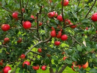 Apple Harvest 2014