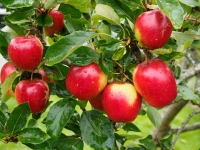 Apple Harvest 2014