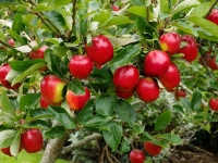 Apple Harvest 2014