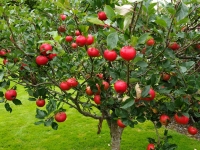 Apple Harvest 2014