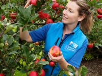 Apple Harvest 2014