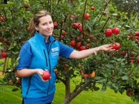 Apple Harvest 2014