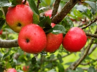 Apple Harvest 2014