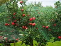 Apple Harvest 2014