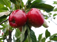 Apple Harvest 2014