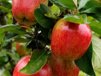 Apple Harvest 2014