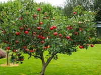 Apple Harvest 2014