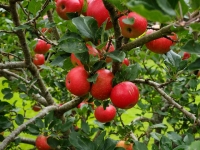 Apple Harvest 2014