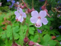 Secret Gardens of Sligo