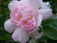 Secret Gardens of Sligo