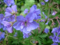 Secret Gardens of Sligo