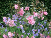 Secret Gardens of Sligo