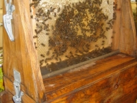 Beekeeping Event