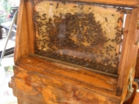 Beekeeping Event