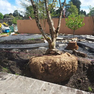 Bloom 2024 - Rathcroghan Ogham Alphabet Garden