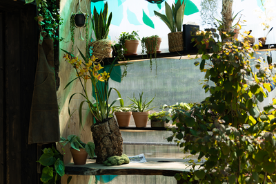 Bloom 2026 - The Plant Collector's Balcony Garden
