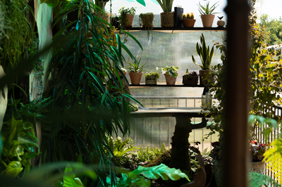 Bloom 2026 - The Plant Collector's Balcony Garden