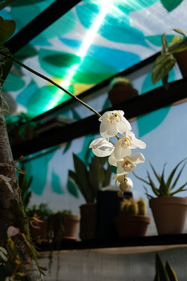 Bloom 2026 - The Plant Collector's Balcony Garden