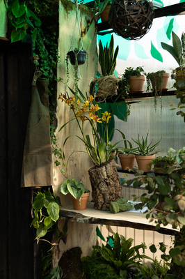 Bloom 2026 - The Plant Collector's Balcony Garden