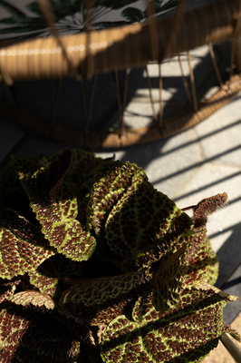 Bloom 2026 - The Plant Collector's Balcony Garden