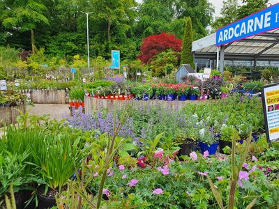 2025 - Outdoor plants area
