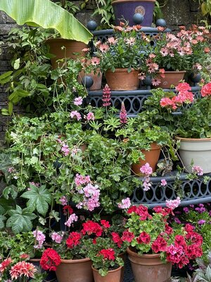 Clew Bay Garden  Trail - Drimbawn Garden