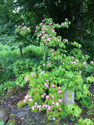 Secret Gardens of Sligo: Heathfield House